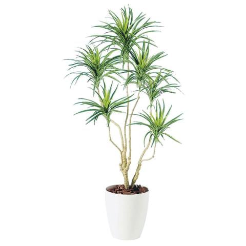 観葉植物 コンシナトリコロル 高さ1400mm Mサイズ TH-98551 (鉢:RP-265)