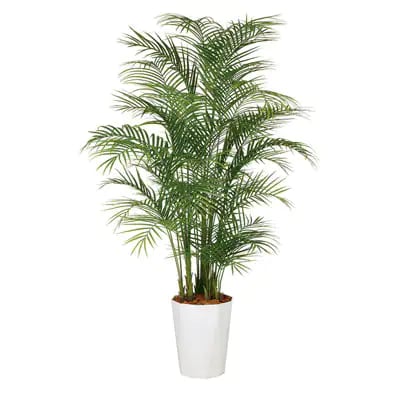 観葉植物 アレカヤシ
