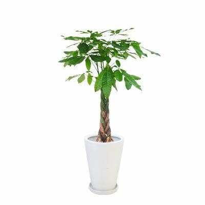 オフィスにグリーンを置く効果 オフィスのギモン オフィスやオフィス家具の情報サイト